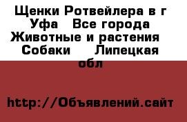 Щенки Ротвейлера в г.Уфа - Все города Животные и растения » Собаки   . Липецкая обл.